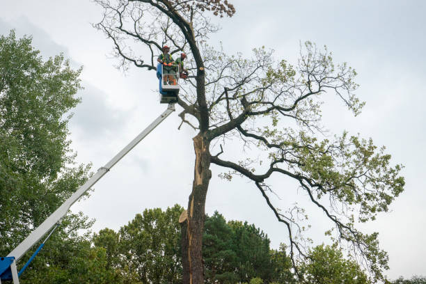Best Seasonal Cleanup (Spring/Fall)  in Asbury Park, NJ