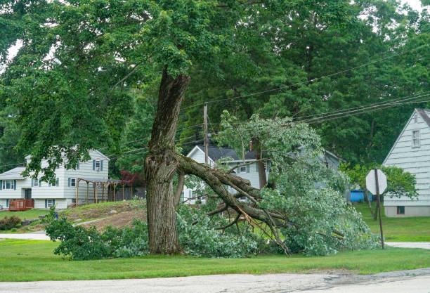 Best Stump Grinding and Removal  in Asbury Park, NJ