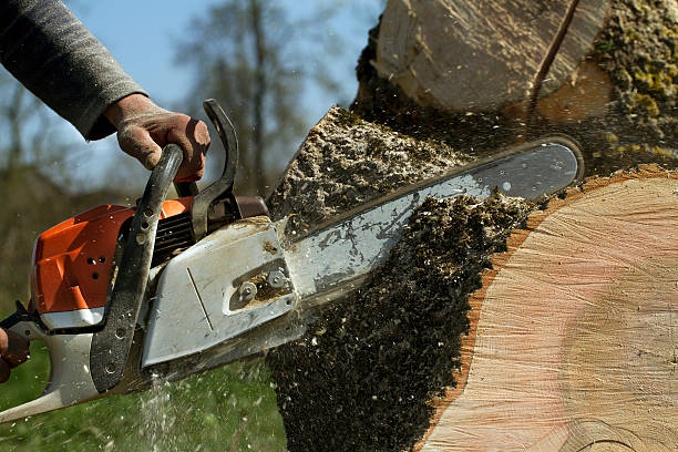 Best Tree Preservation Services  in Asbury Park, NJ