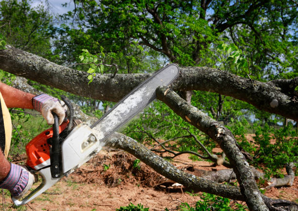 Best Tree Maintenance Programs  in Asbury Park, NJ